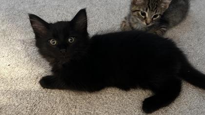 Bagheera, Adoptable, Kitten Male Domestic Long Hair.