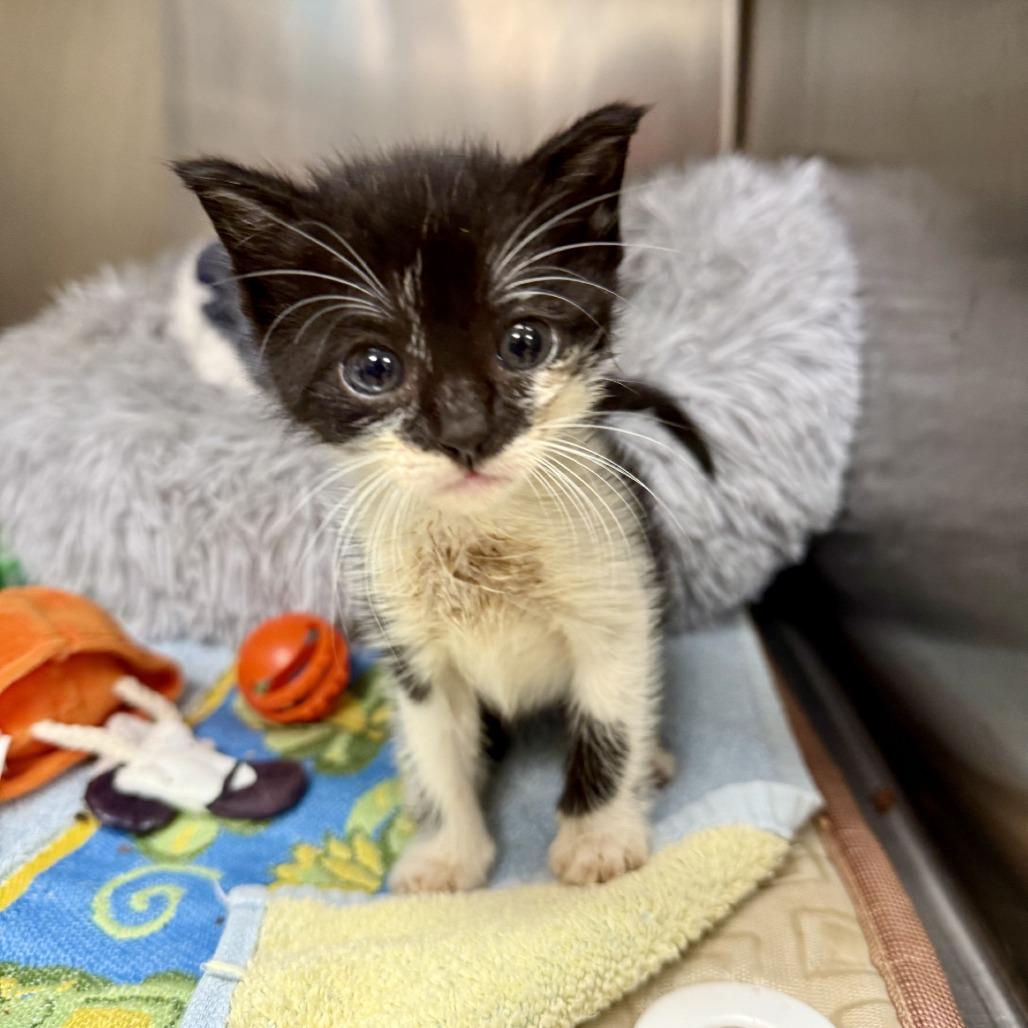 Mumble, Adoptable, Kitten Male Domestic Short Hair.