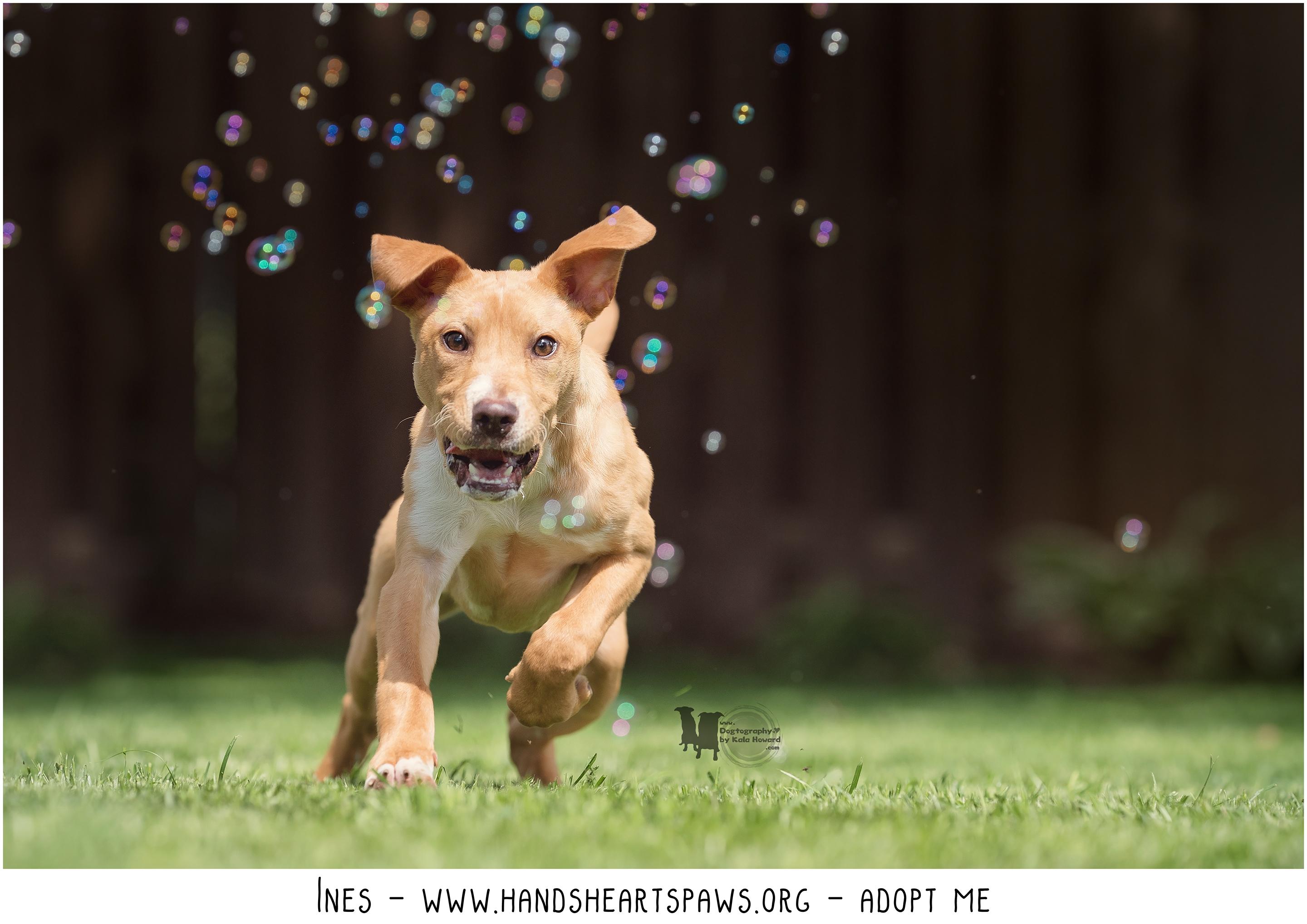 Enlarge Ines, a Adoptable mixed breed in Omaha, NE image 6/6