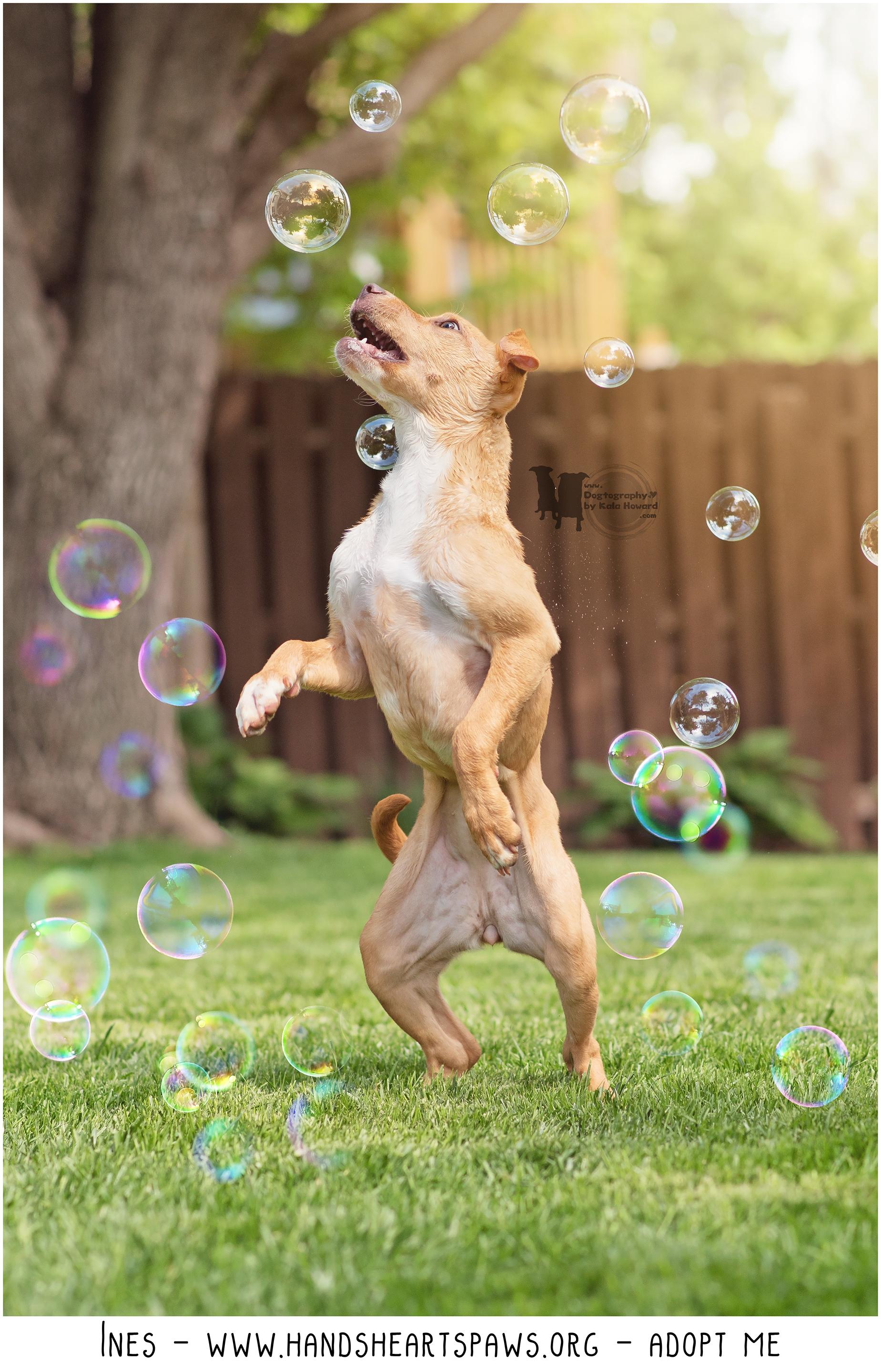 Enlarge Ines, a Adoptable mixed breed in Omaha, NE image 4/6