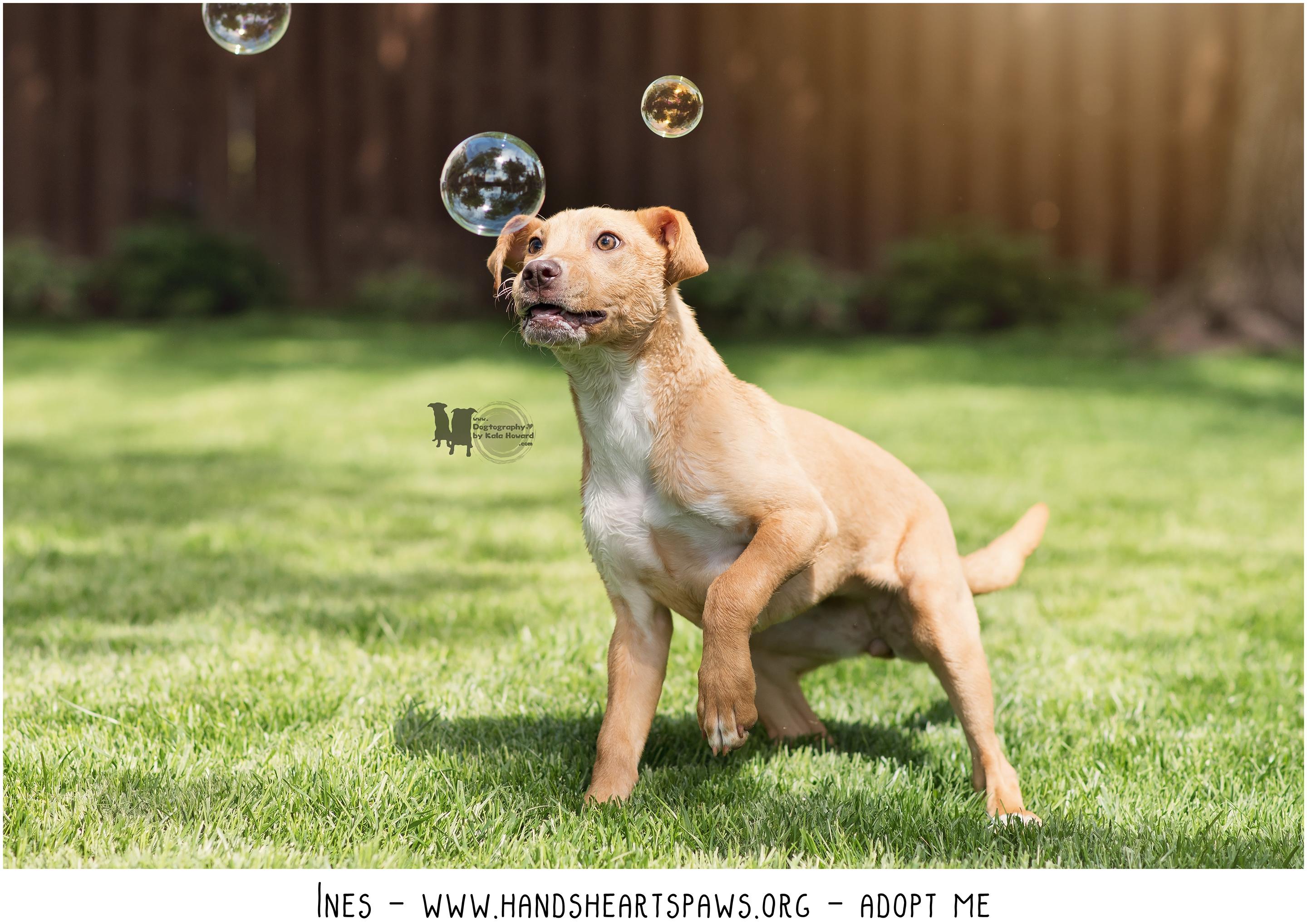 Enlarge Ines, a Adoptable mixed breed in Omaha, NE image 3/6