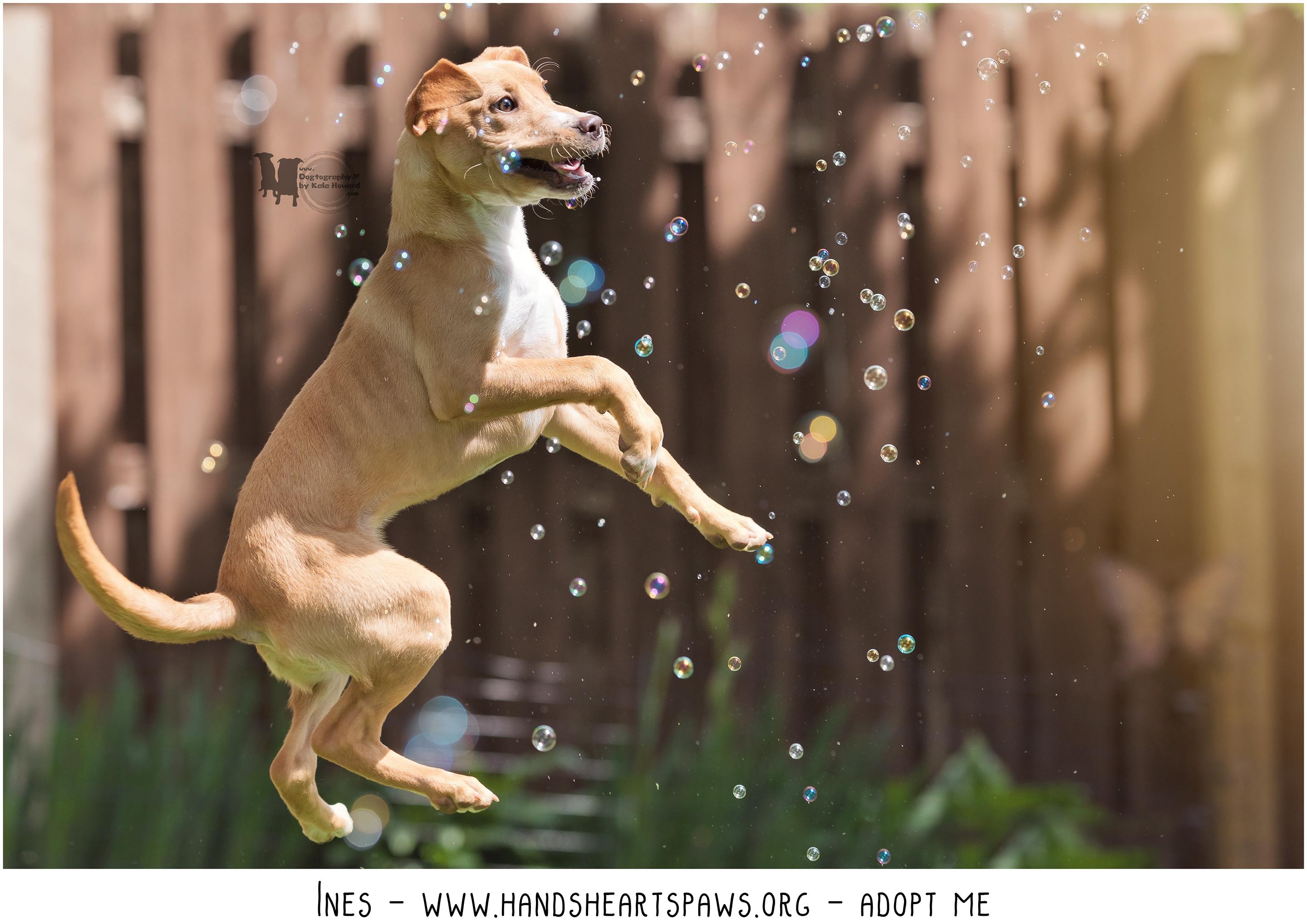Enlarge Ines, a Adoptable mixed breed in Omaha, NE image 2/6