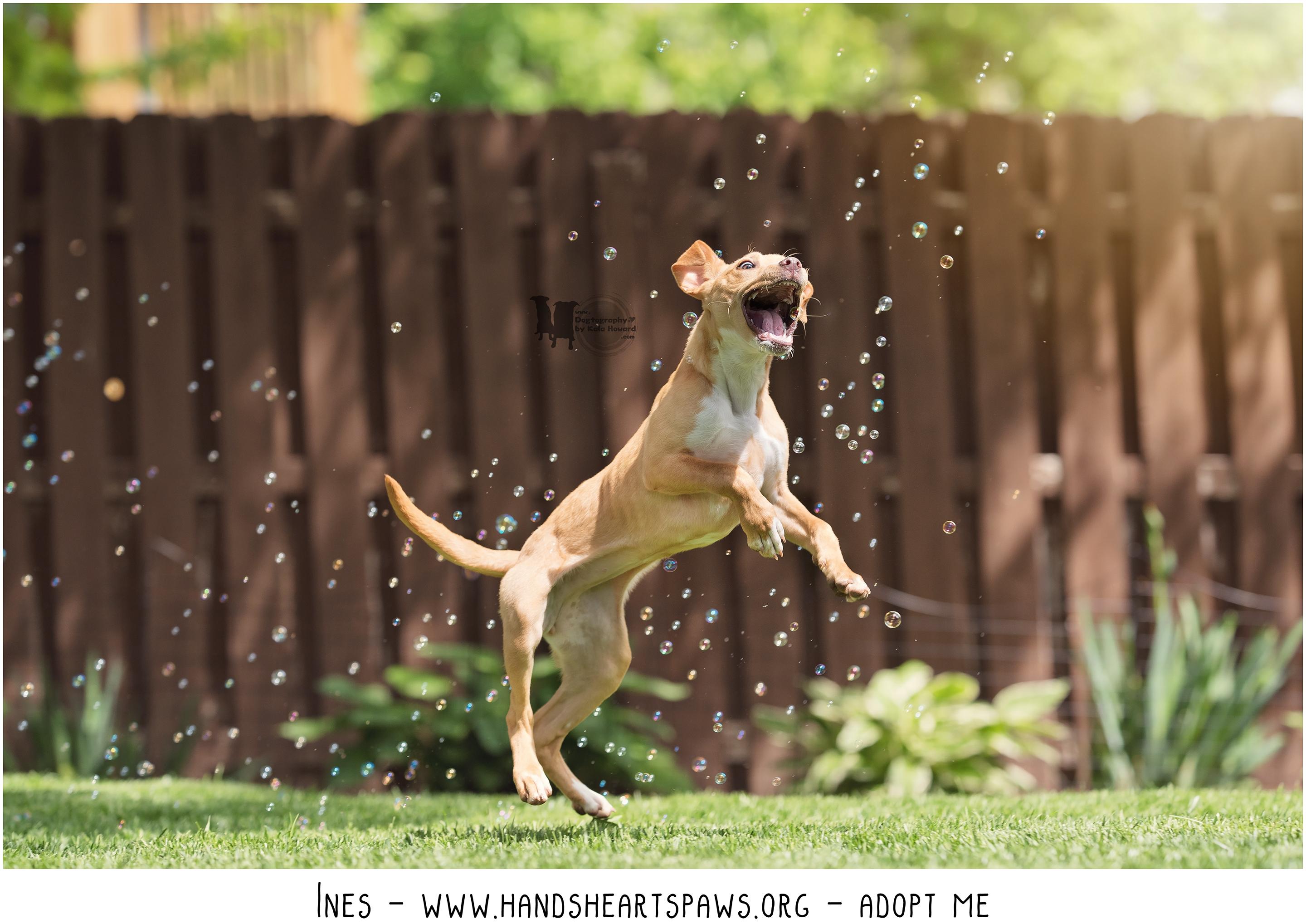 Enlarge Ines, a Adoptable mixed breed in Omaha, NE image 5/6