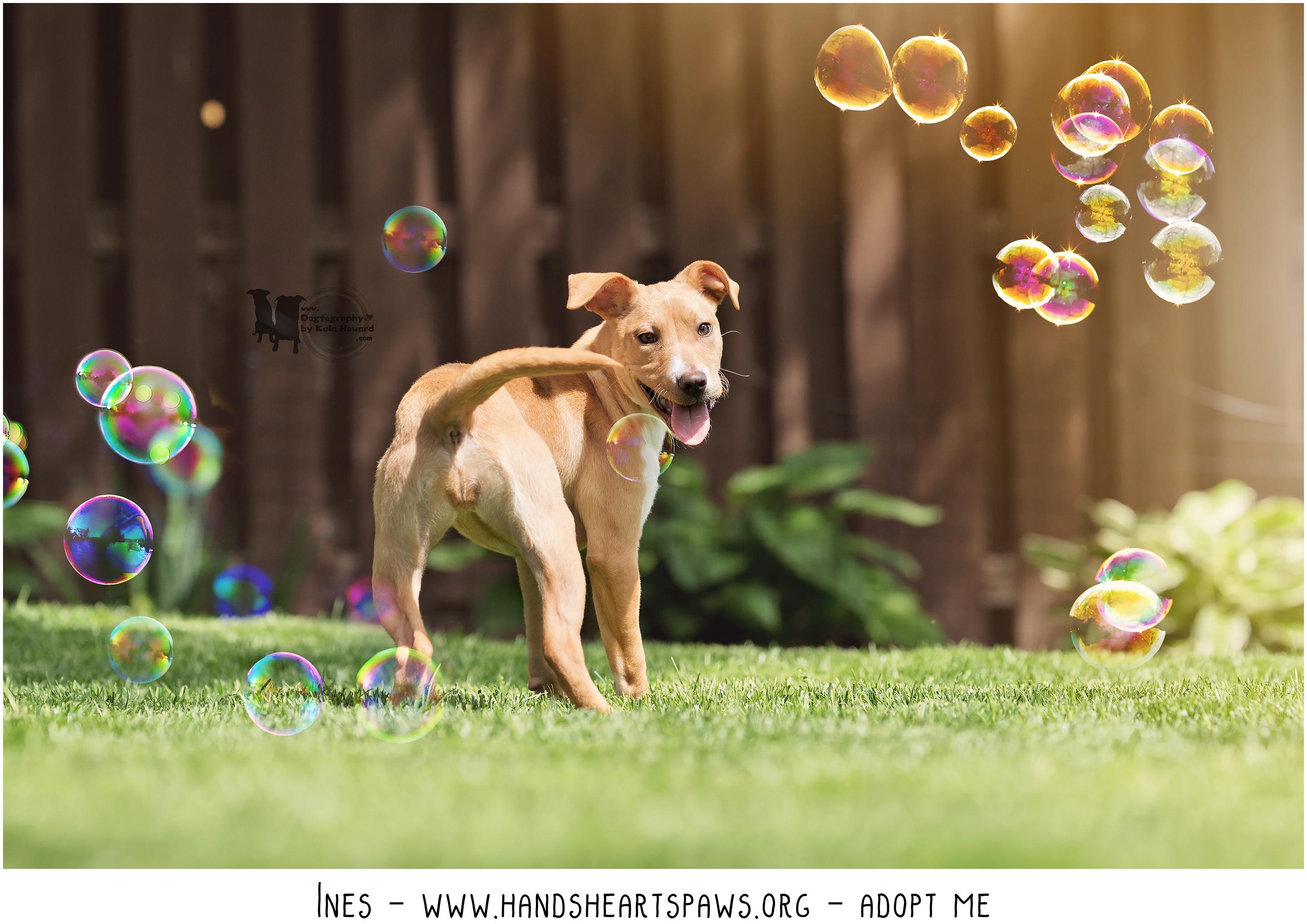 Enlarge Ines, a Adoptable mixed breed in Omaha, NE image 1/6
