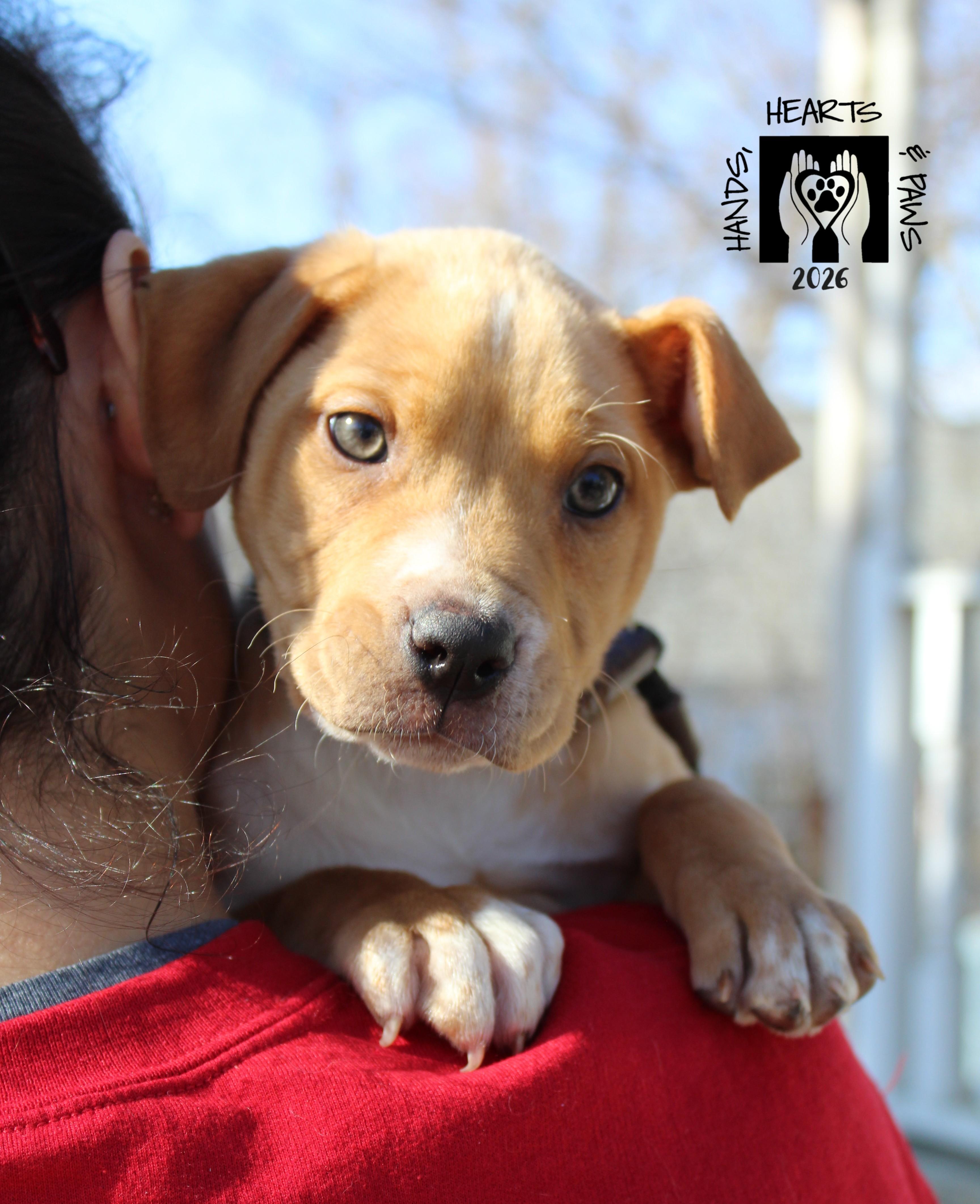 Ines, Adoptable, Puppy Female Terrier.