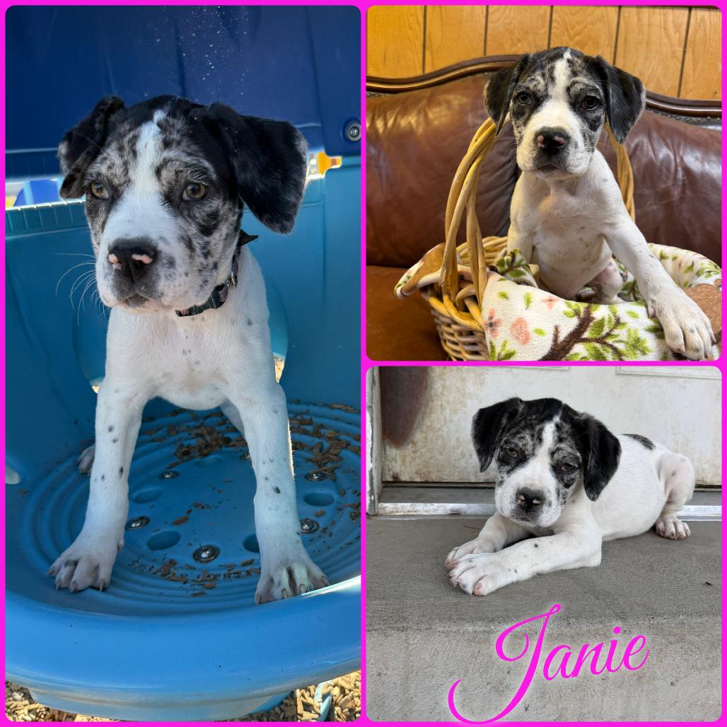 Janie, Adoptable, Puppy Female Mastiff & Pit Bull Terrier.