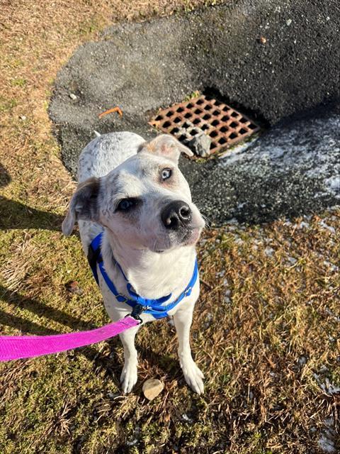 Enlarge FIONA, a Adoptable mixed breed in Boston, MA image 1/1