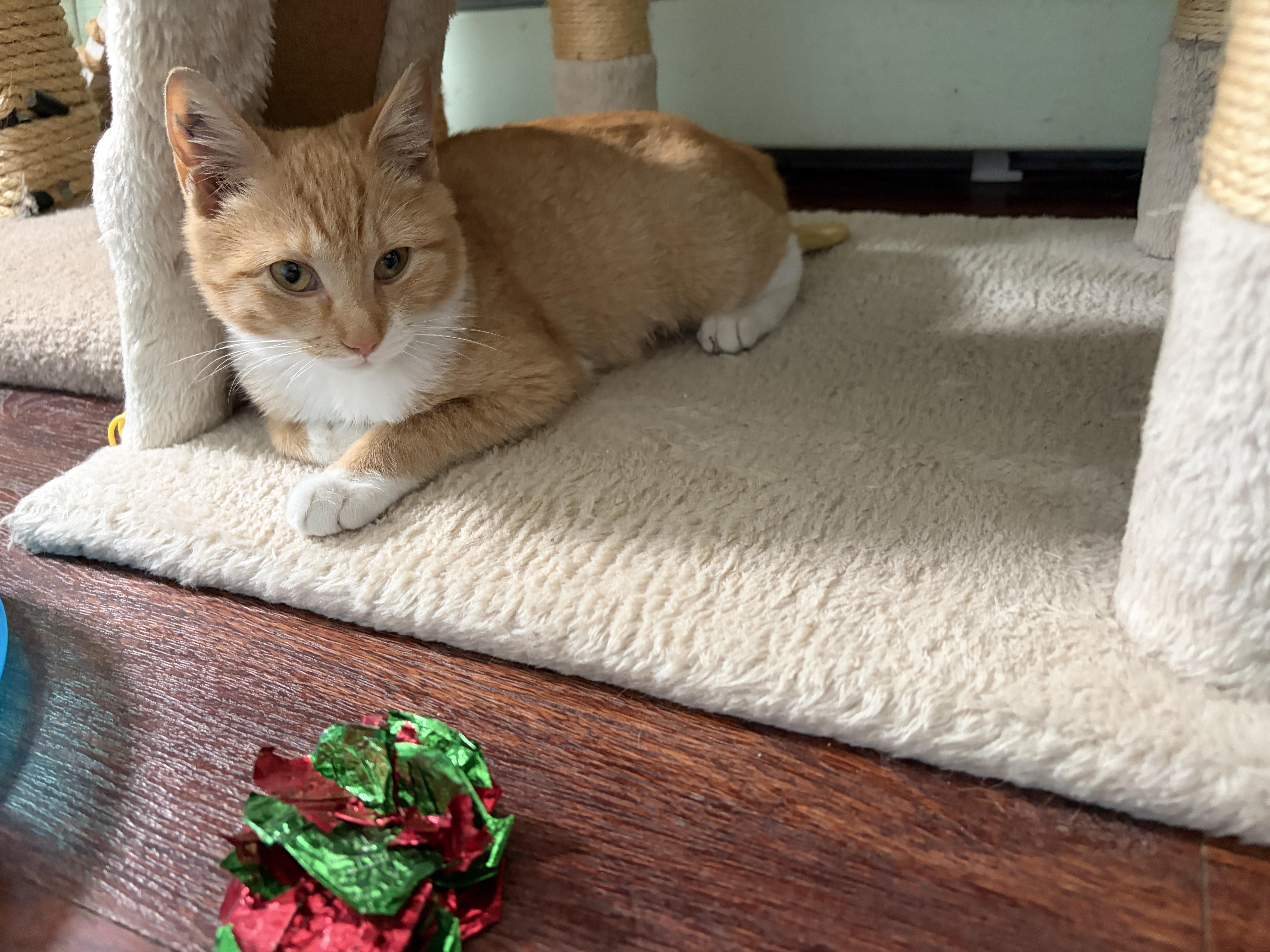 Enlarge RITA, a Adoptable mixed breed in Churchville, PA image 4/5