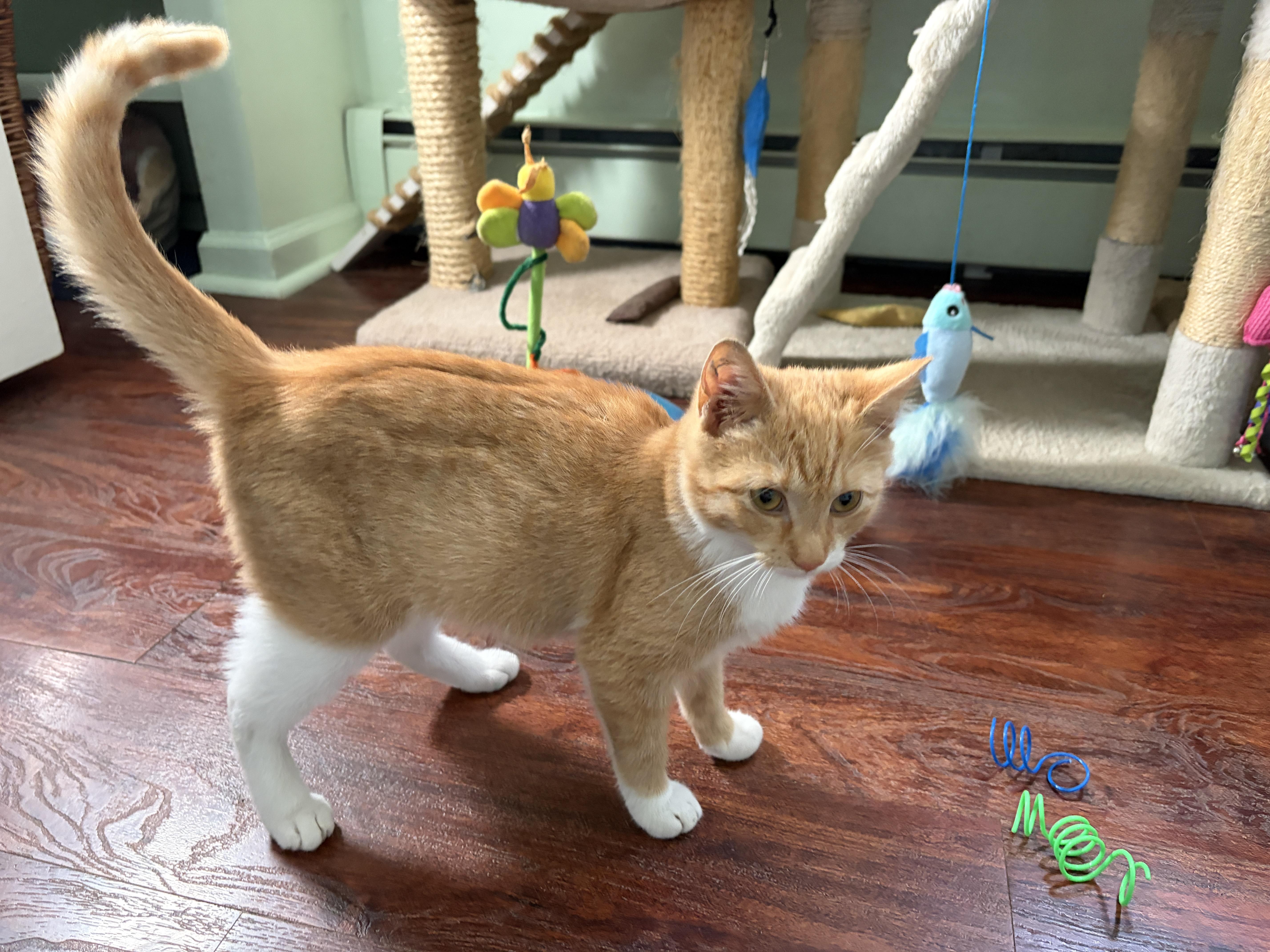 Enlarge RITA, a Adoptable mixed breed in Churchville, PA image 3/5