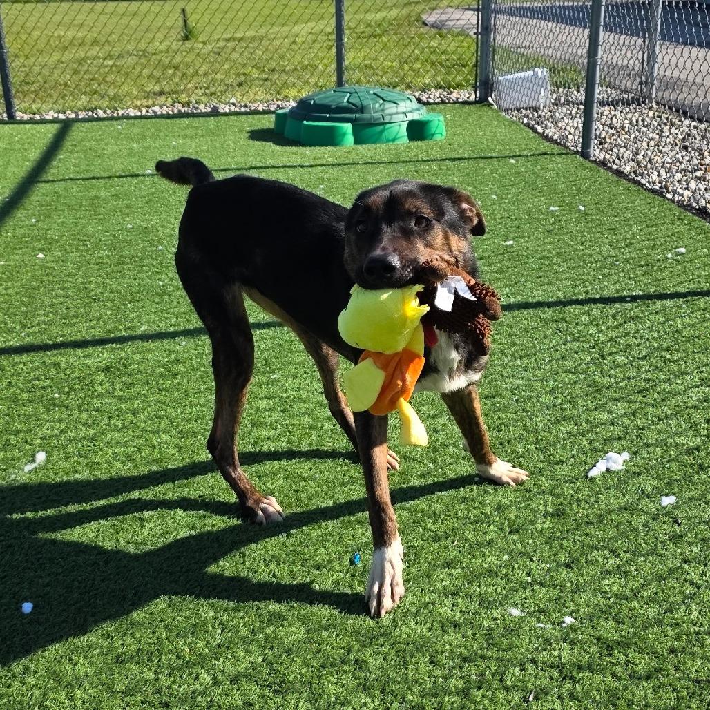 Enlarge Brandy, a Adoptable Mixed Breed in Bristol, IN image 1/4