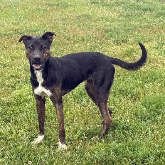 Enlarge Brandy, a Adoptable Mixed Breed in Bristol, IN image 2/4