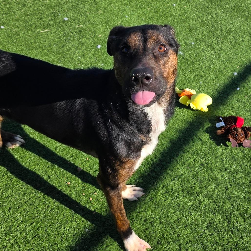 Enlarge Brandy, a Adoptable Mixed Breed in Bristol, IN image 3/4