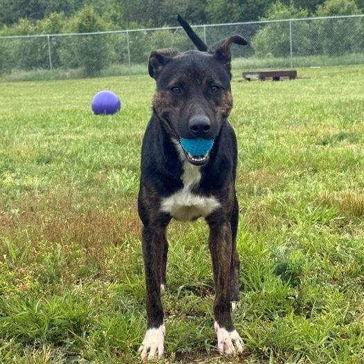 Enlarge Brandy, a Adoptable Mixed Breed in Bristol, IN image 4/4