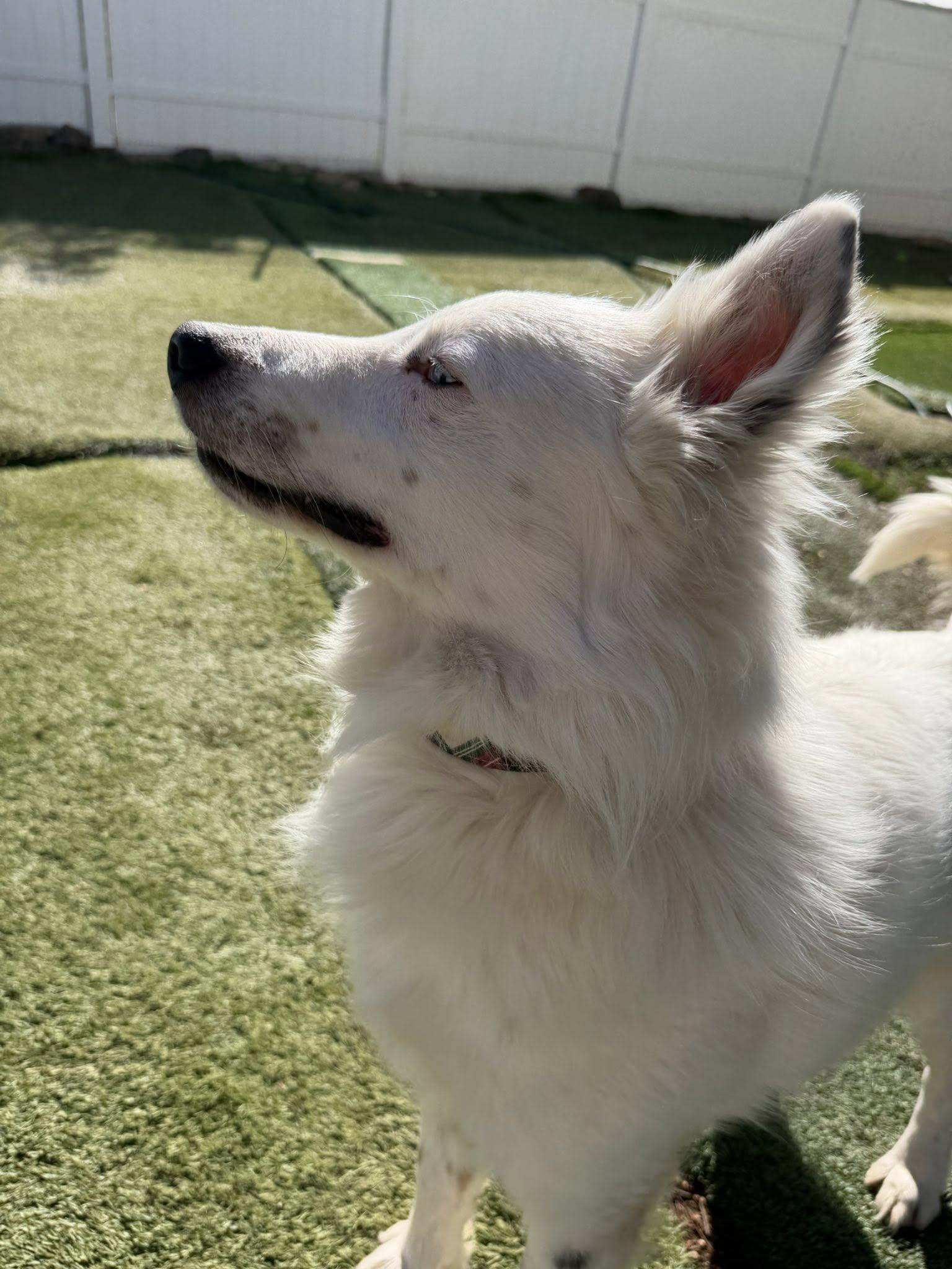 Enlarge Snowman, a ADOPTABLE Australian Shepherd in Agua Dulce, CA image 3/6