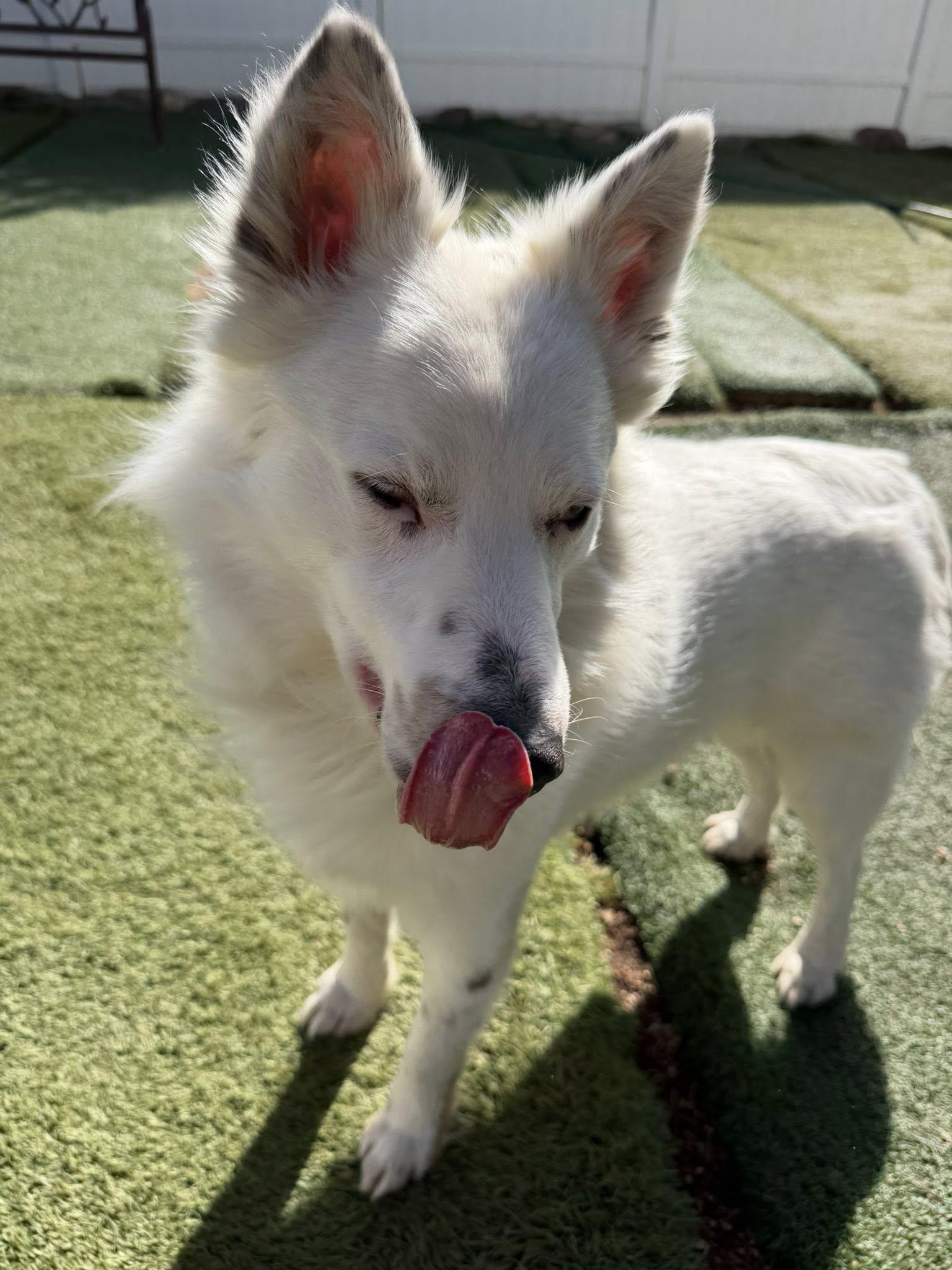 Enlarge Snowman, a ADOPTABLE Australian Shepherd in Agua Dulce, CA image 2/6