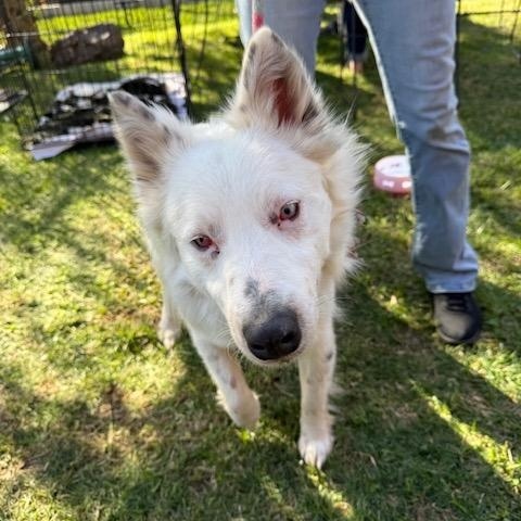 Enlarge Snowman, a ADOPTABLE Australian Shepherd in Agua Dulce, CA image 4/6