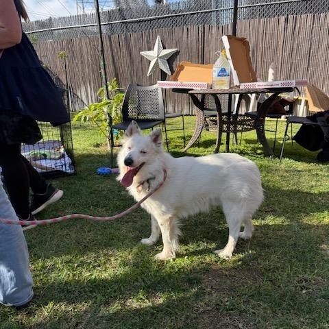 Enlarge Snowman, a ADOPTABLE Australian Shepherd in Agua Dulce, CA image 6/6