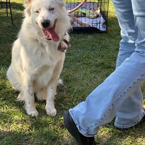 Enlarge Snowman, a ADOPTABLE Australian Shepherd in Agua Dulce, CA image 5/6