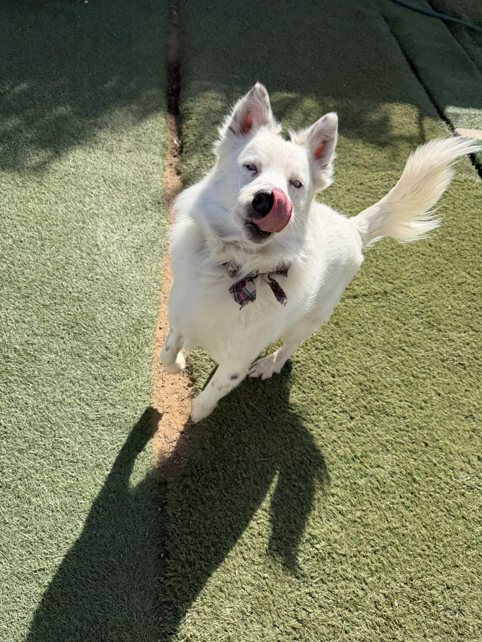Enlarge Snowman, a ADOPTABLE Australian Shepherd in Agua Dulce, CA image 1/6