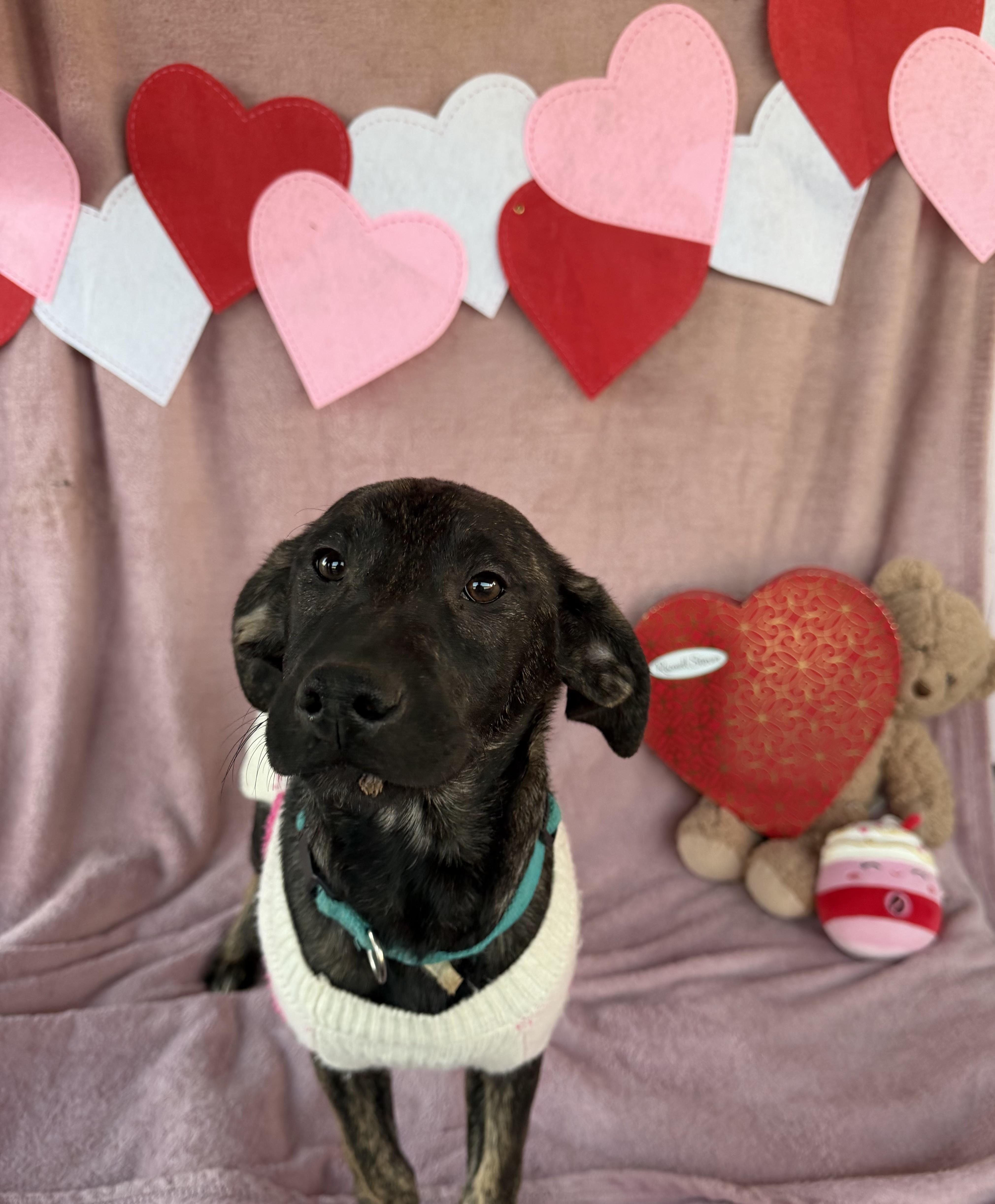 Sheree, ADOPTABLE, Puppy Female Labrador Retriever.