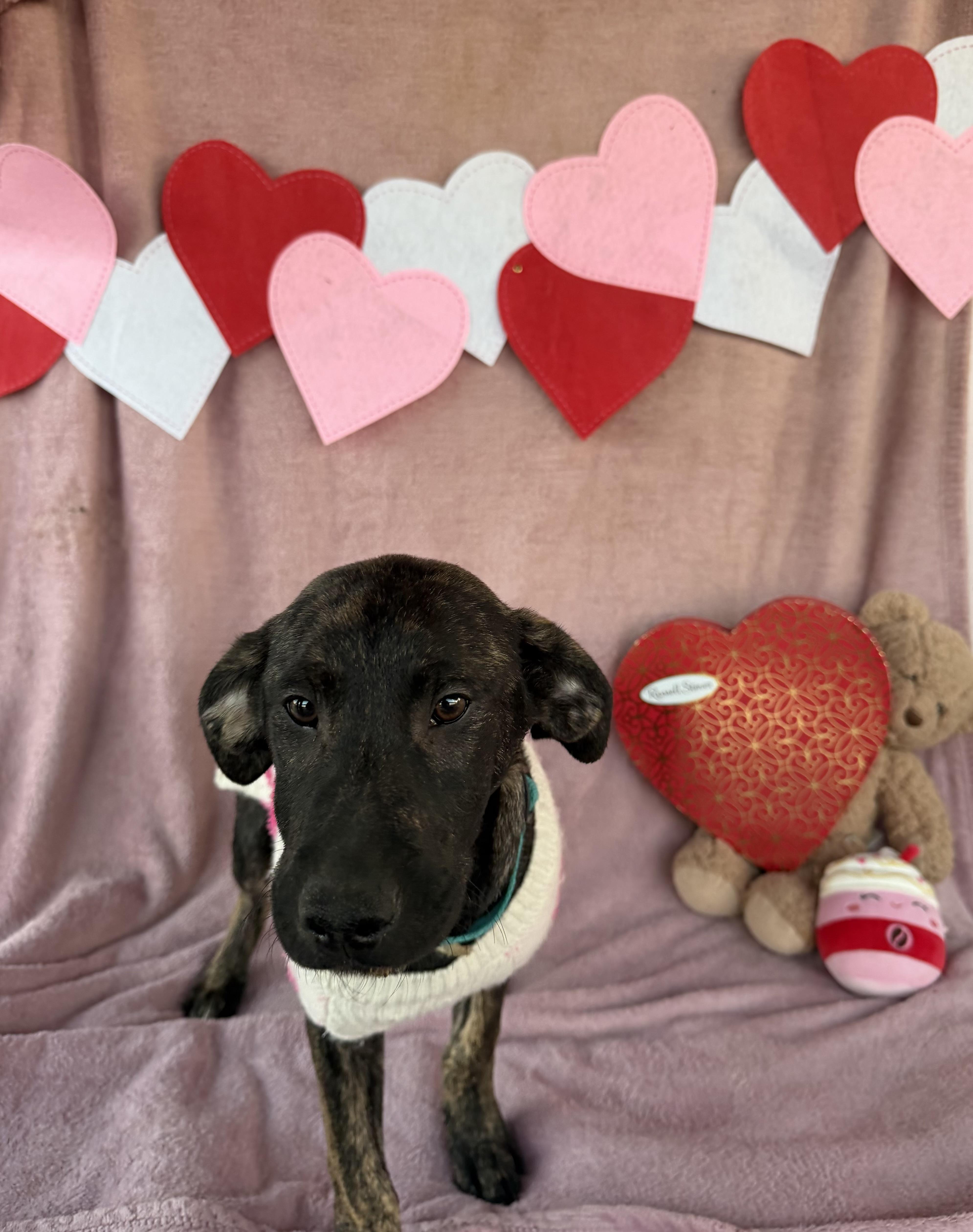 Enlarge Sheree, a ADOPTABLE mixed breed in Suffield, CT image 2/2