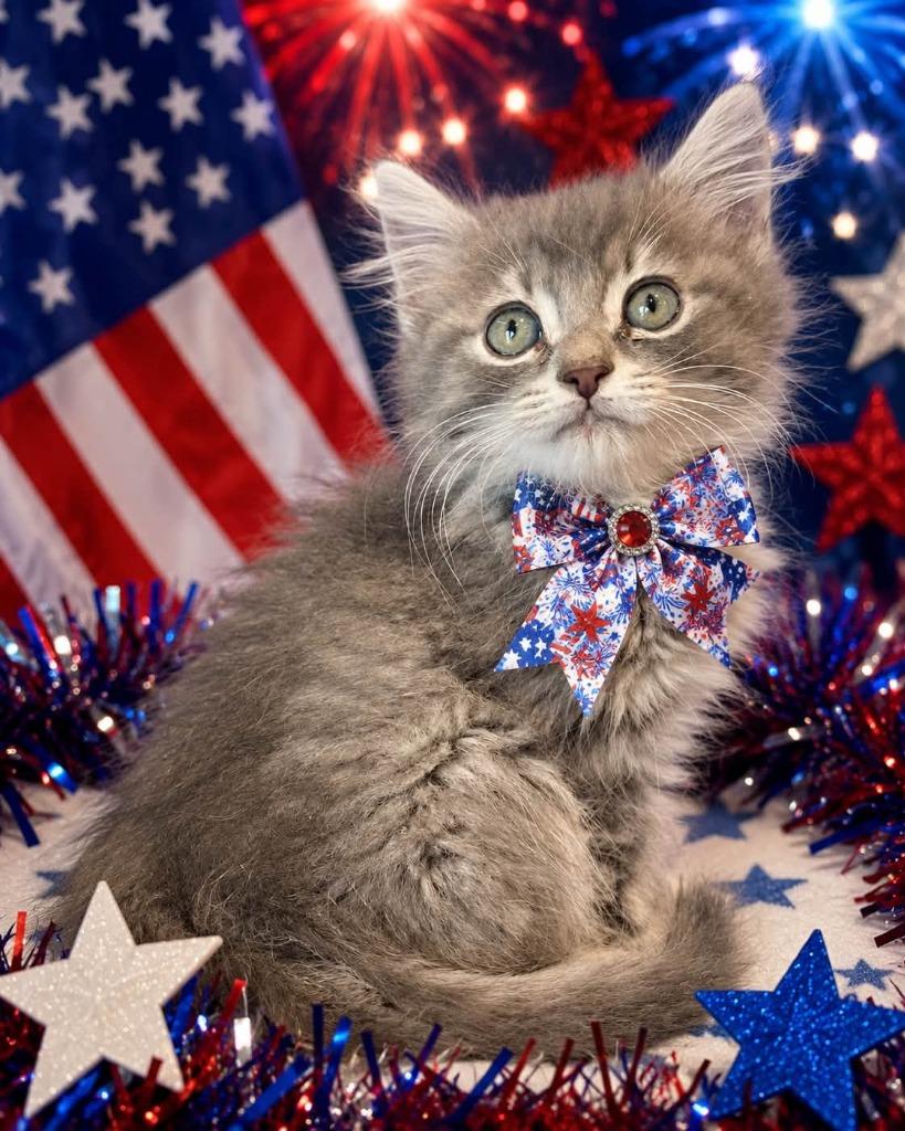 Stormy, Adoptable, Kitten Male Domestic Long Hair.
