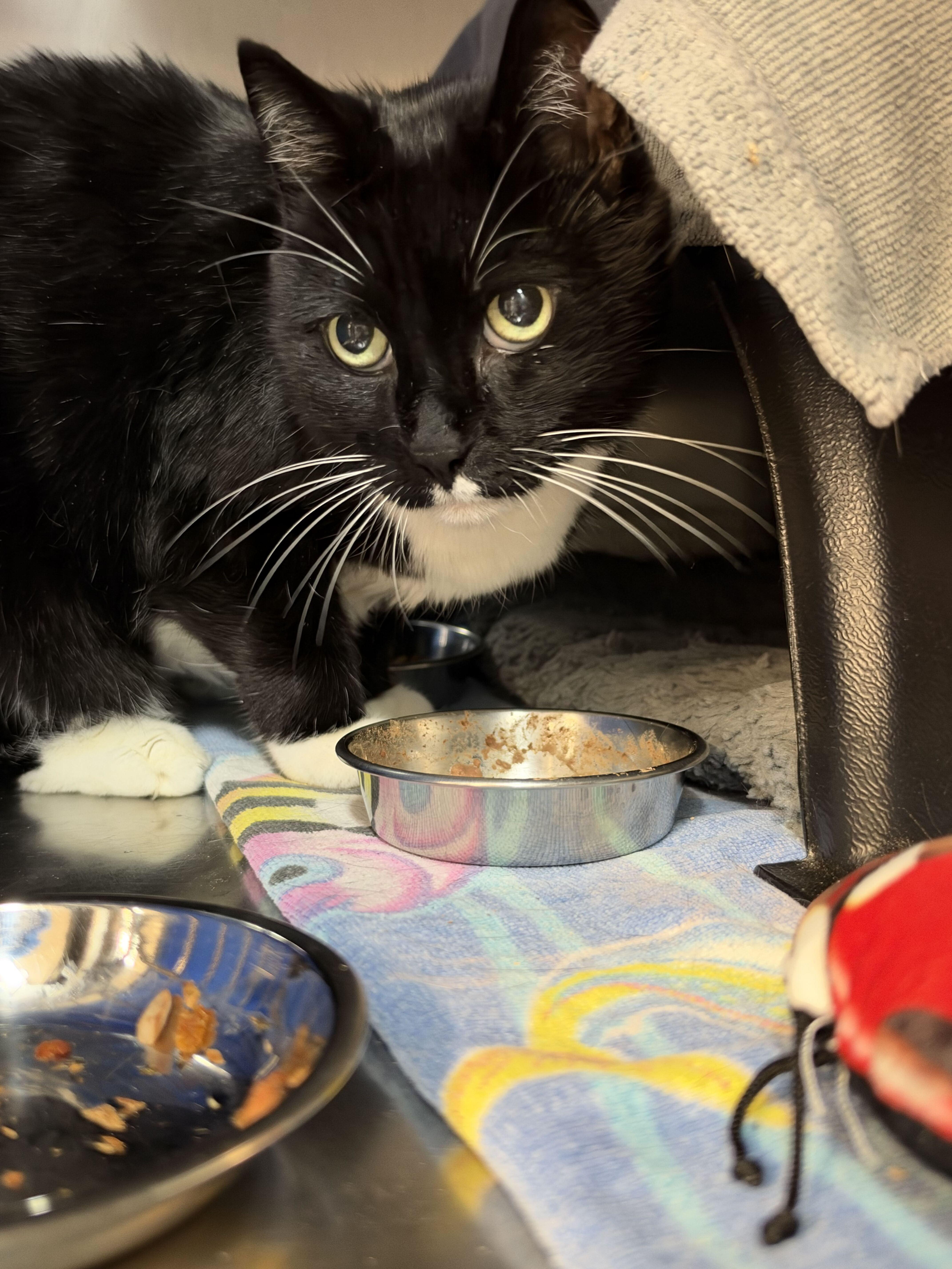 Enlarge Munchie, a Adoptable Domestic Short Hair in Nantucket, MA image 1/2