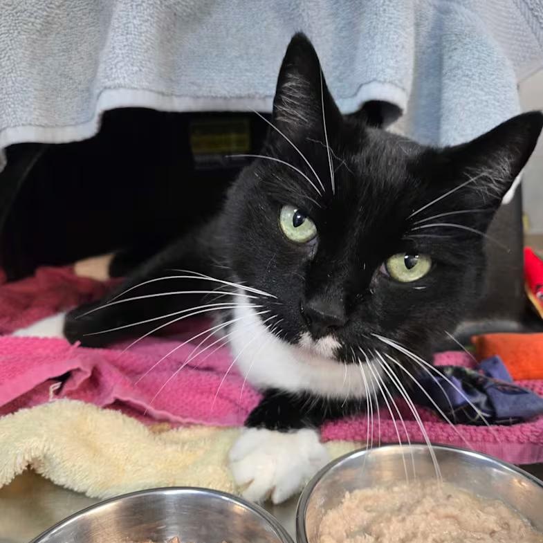 Enlarge Munchie, a Adoptable Domestic Short Hair in Nantucket, MA image 2/2