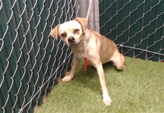 LISA, Adoptable, Young Female Terrier & Chihuahua.