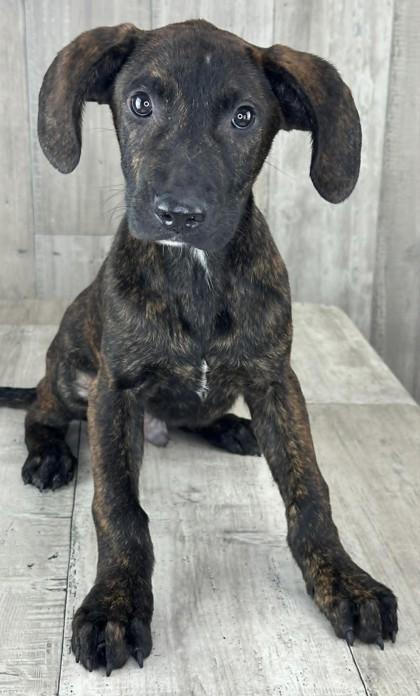 Enlarge Sloppy Joe, a Adoptable mixed breed in Shreveport, LA image 1/2