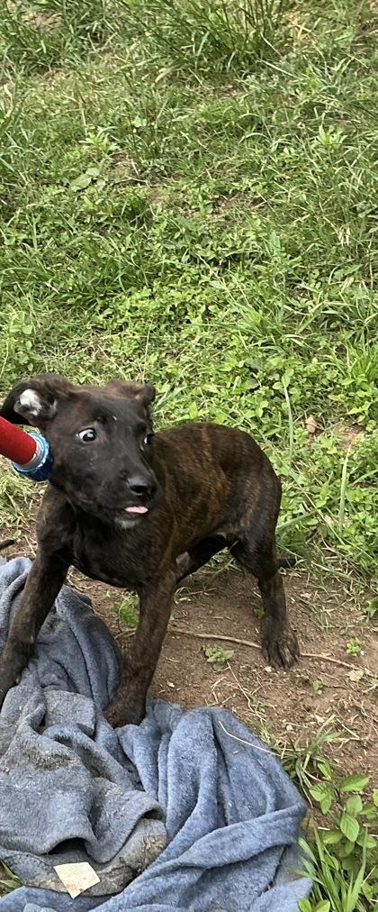 Enlarge Sloppy Joe, a Adoptable mixed breed in Shreveport, LA image 2/2