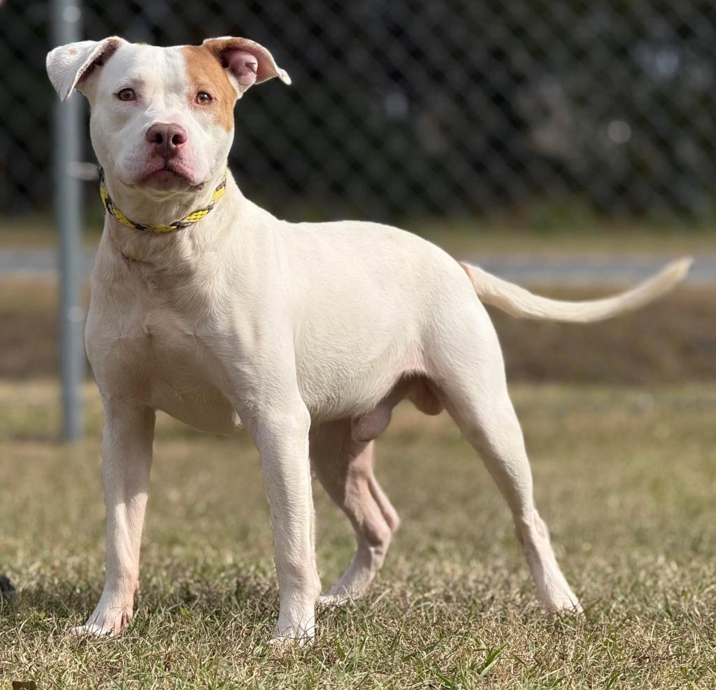 Tango, Adoptable, Young Male Mixed Breed.