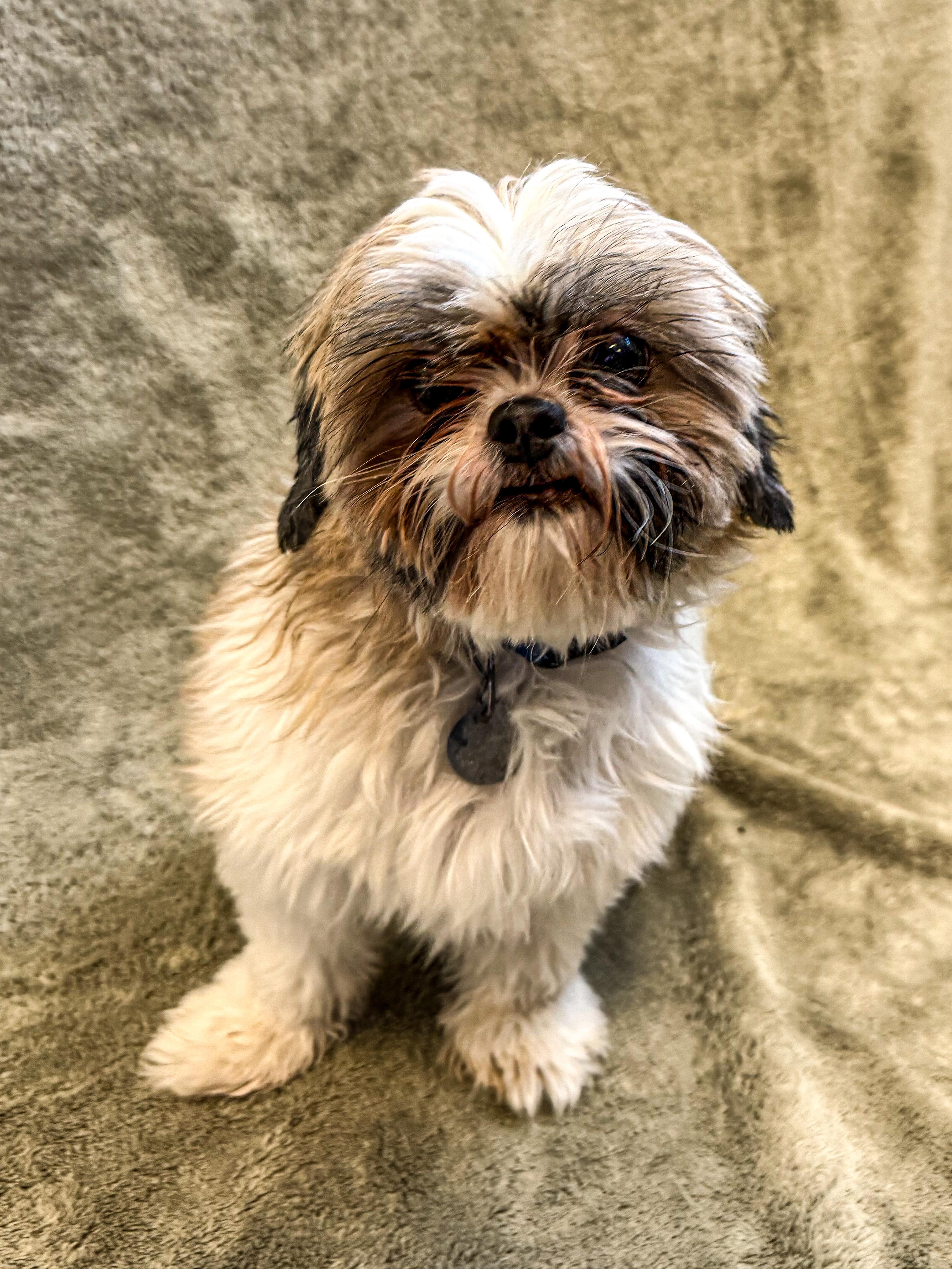 Daisy, ADOPTABLE, Adult Female Shih Tzu.