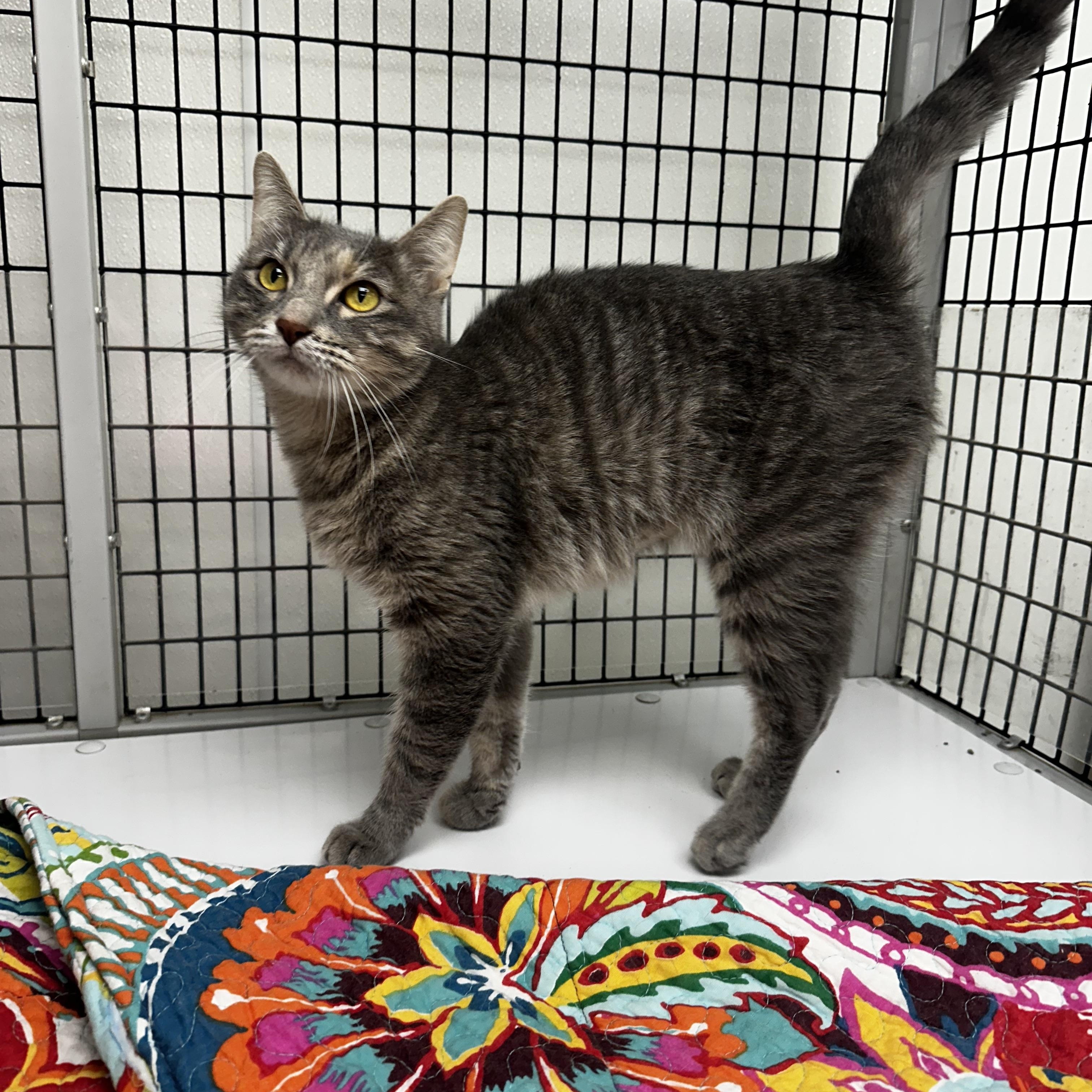 Biscuit, ADOPTABLE, Young Female Domestic Short Hair.