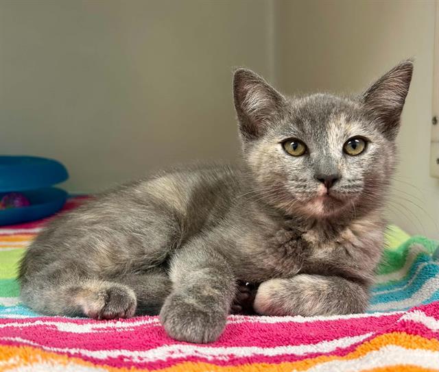 IVY, Adoptable, Kitten Female Domestic Short Hair.
