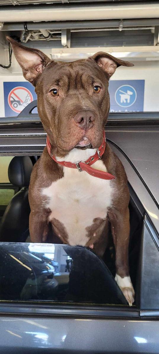 Enlarge Coco, a Adopted mixed breed in Abbotsford, BC image 2/3
