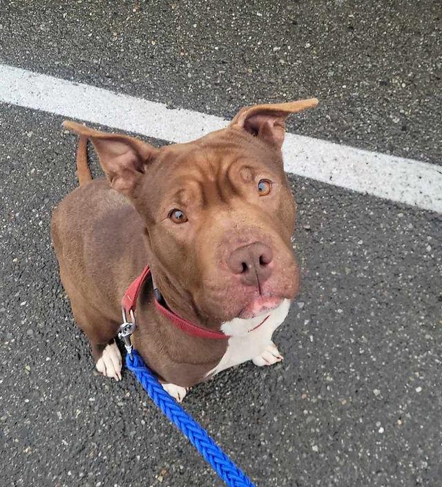 Coco, Adopted, Adult Female American Staffordshire Terrier.