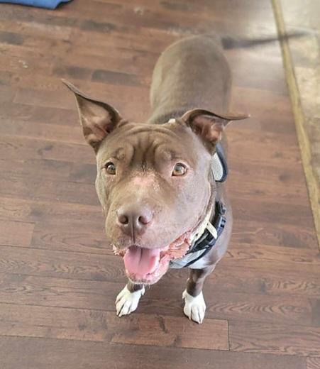 Enlarge Coco, a Adopted mixed breed in Abbotsford, BC image 3/3