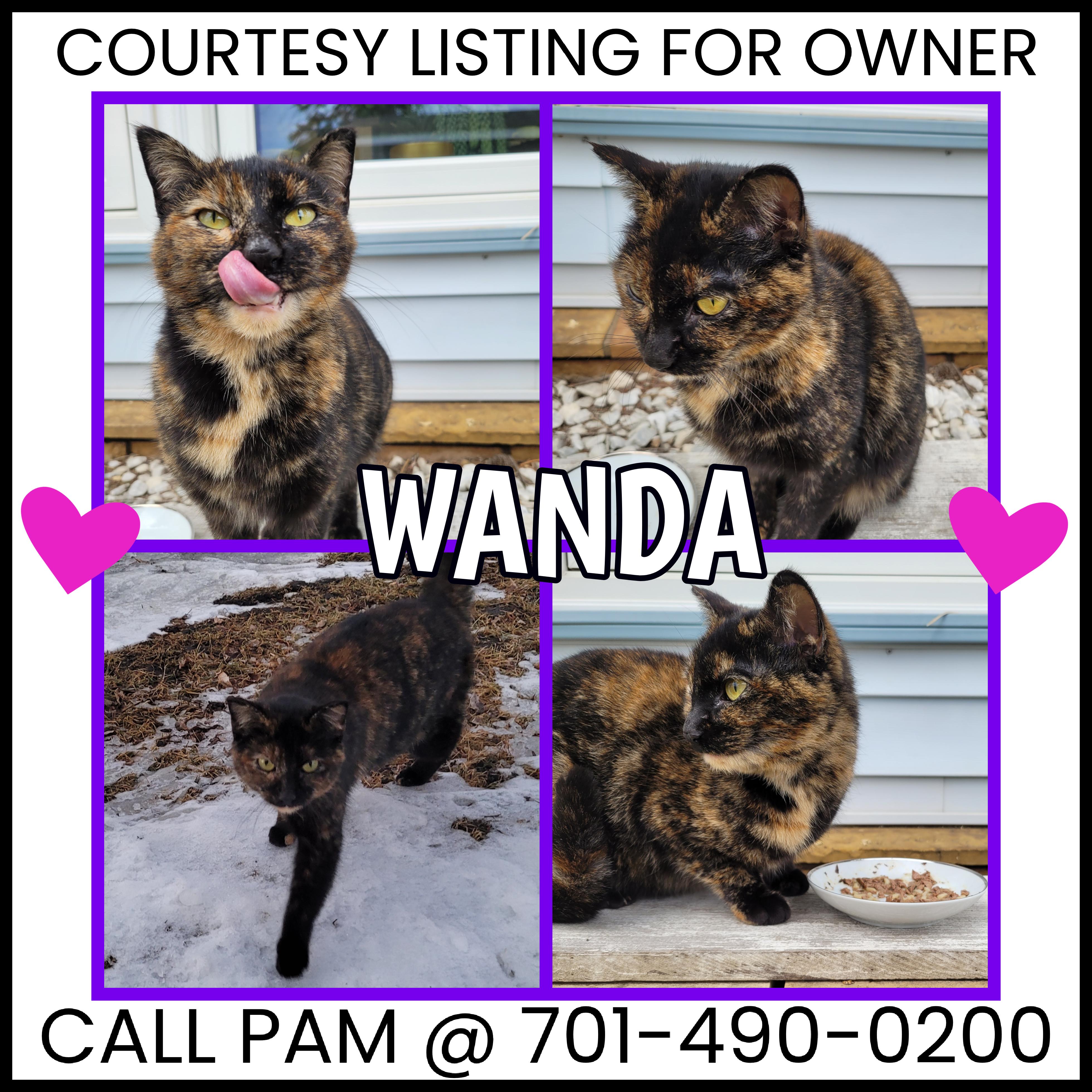 Enlarge Wanda - COURTESY LISTING FOR OWNER, an adopted Tortoiseshell in Valley City, ND image 1/1