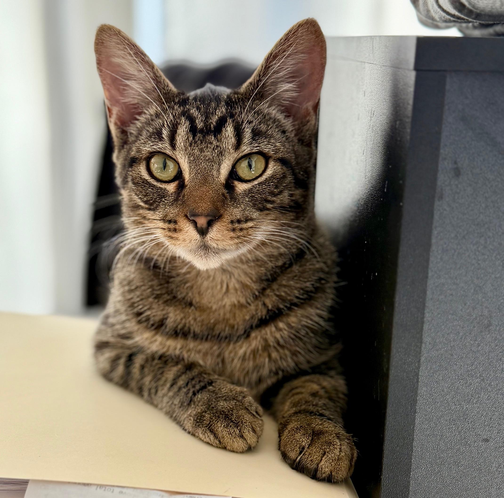Enlarge Ranger, an adopted Tabby in Johnson City, TN image 1/1