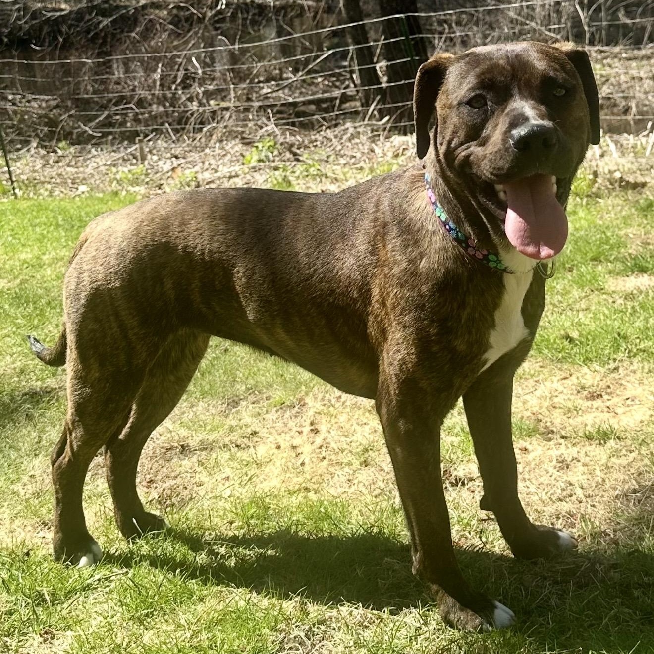 Enlarge Maggie , a ADOPTABLE mixed breed in Pelham, NH image 2/6