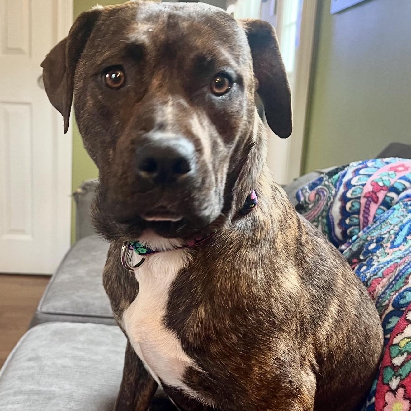 Enlarge Maggie , a ADOPTABLE mixed breed in Pelham, NH image 4/6