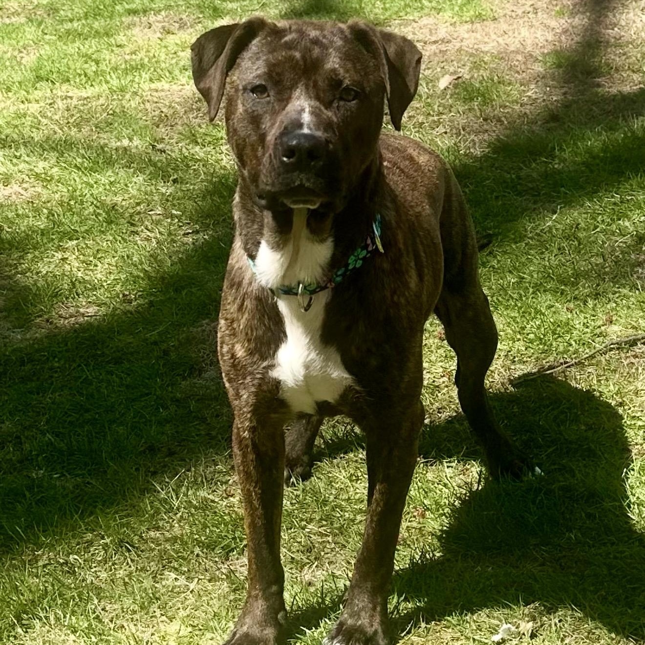 Enlarge Maggie , a ADOPTABLE mixed breed in Pelham, NH image 6/6