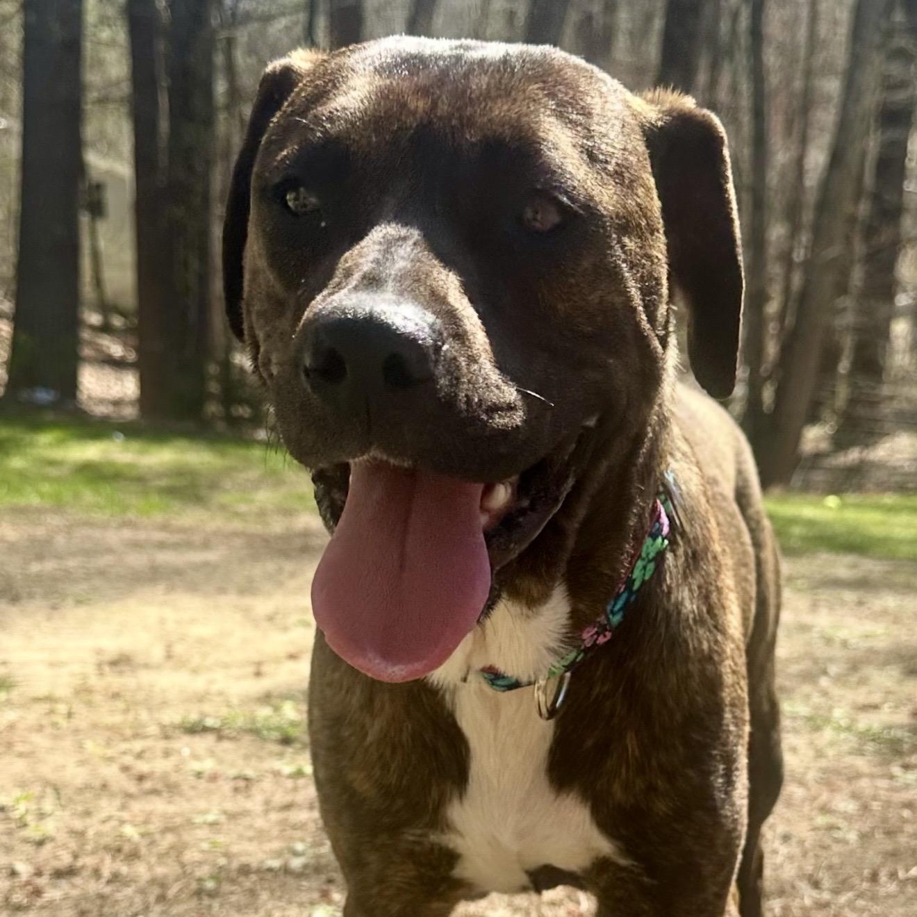 Enlarge Maggie , a ADOPTABLE mixed breed in Pelham, NH image 3/6