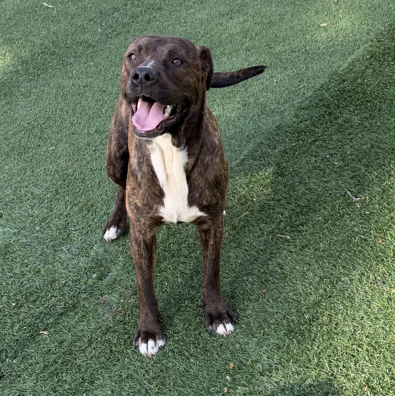 Enlarge Maggie , a ADOPTABLE mixed breed in Pelham, NH image 5/6