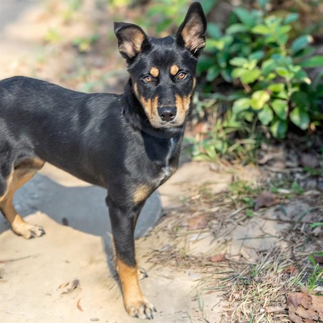 BABY, Adoptable, Young Female German Shepherd Dog & Mixed Breed.