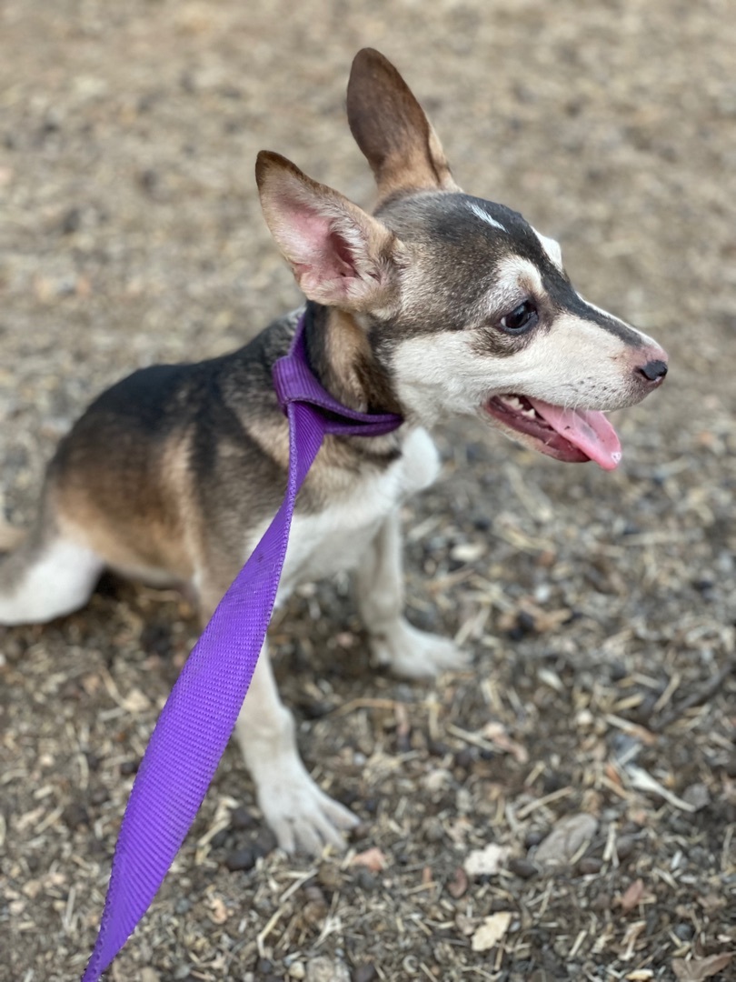 Sam, an adoptable Fox Terrier, Terrier in Fresno, CA, 93720 | Photo Image 1