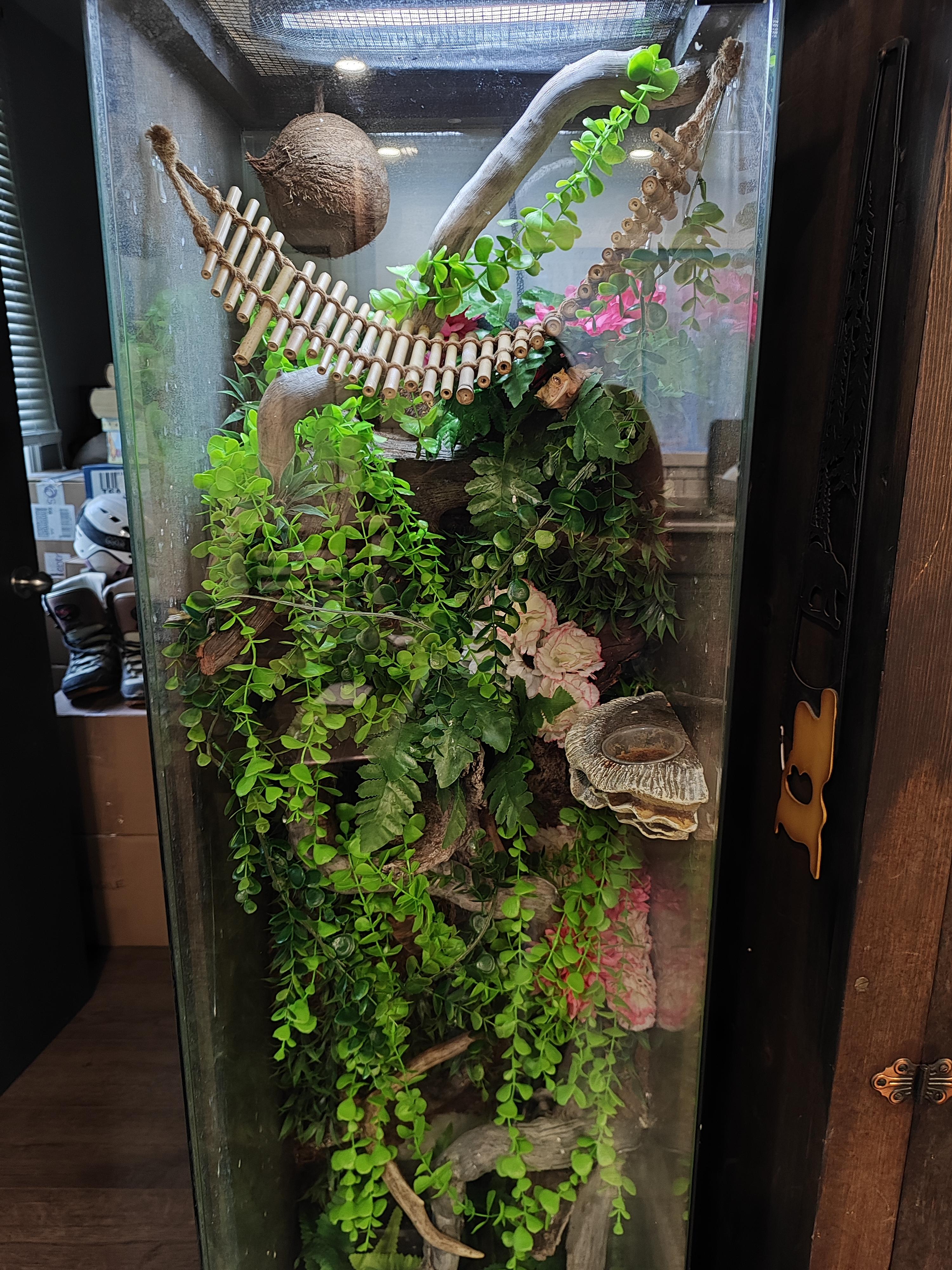 Enlarge Everything Bagel (E.B.), an adopted Gecko in Cranbrook, BC image 3/3
