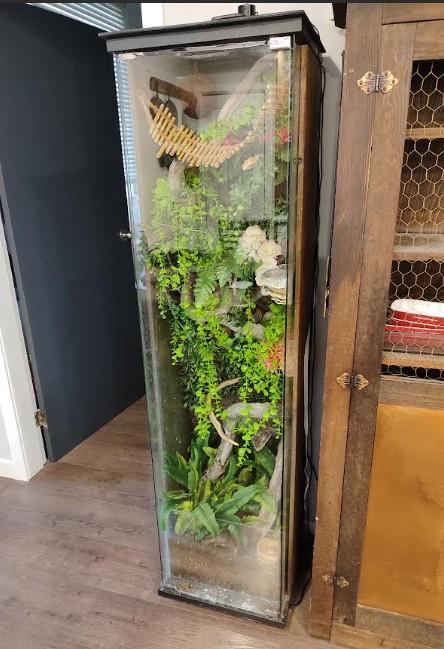 Enlarge Everything Bagel (E.B.), an adopted Gecko in Cranbrook, BC image 2/3
