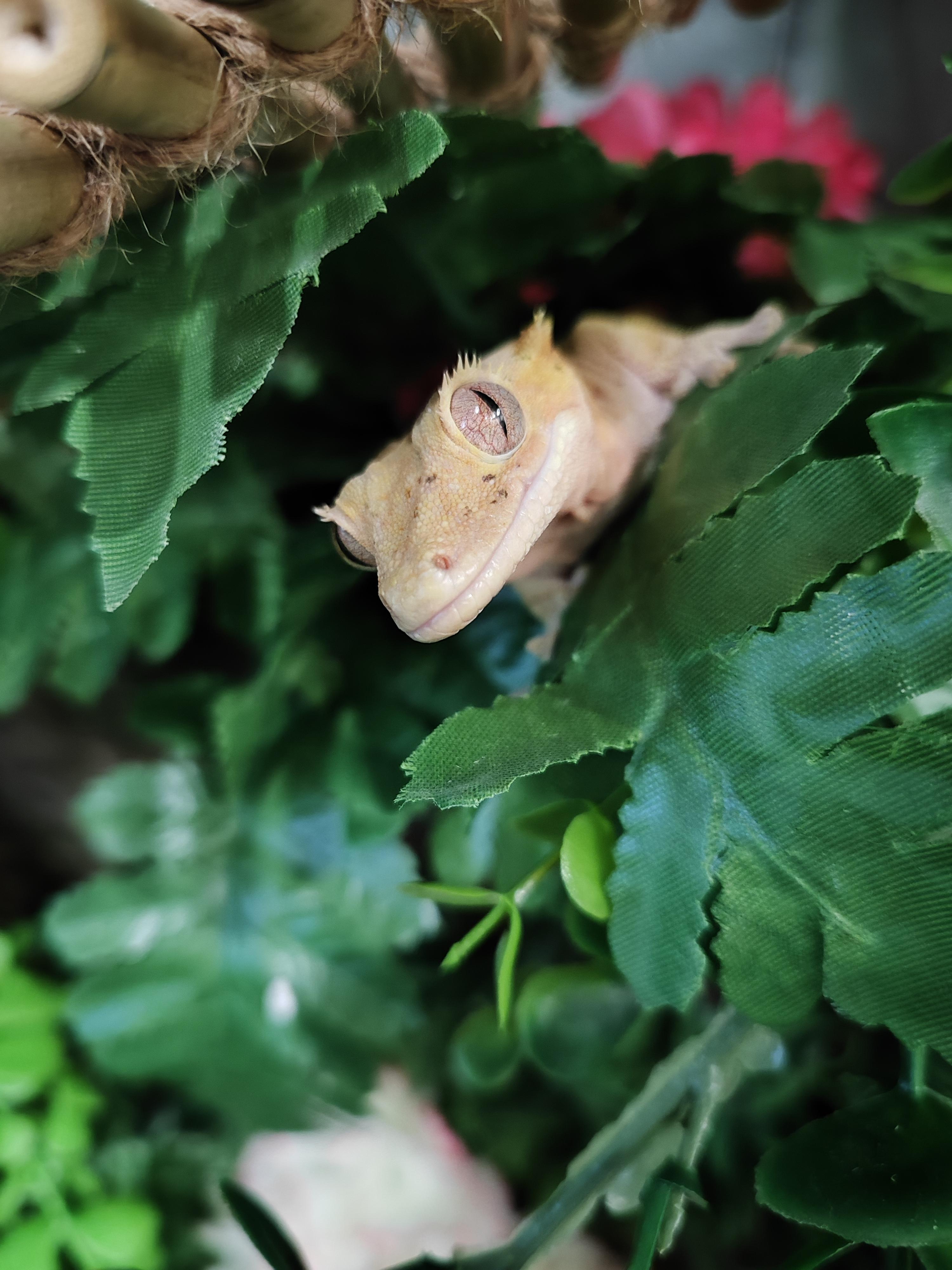 Everything Bagel (E.B.), adopted, Adult Male Gecko.